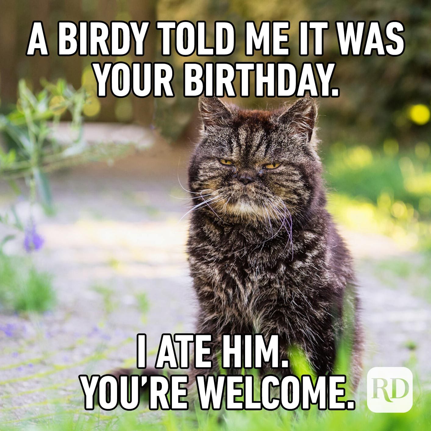 50+ Best Hysterically Funny Birthday Memes For Her - Smart Party Ideas